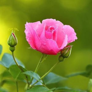 Meet your Posher, Rawdha